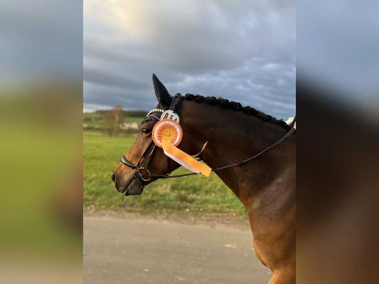 Deutsches Reitpony Wallach 5 Jahre 148 cm Dunkelbrauner in Hilders