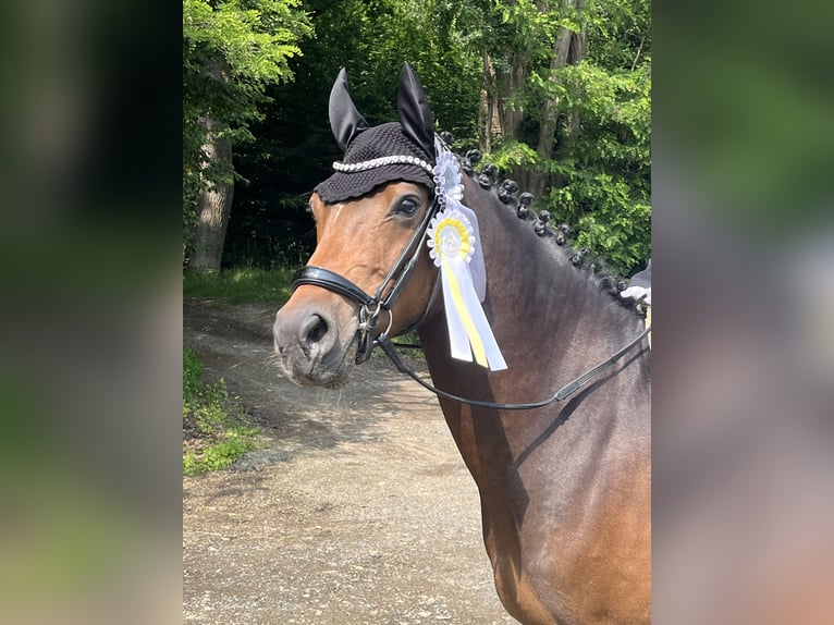 Deutsches Reitpony Wallach 5 Jahre 148 cm Dunkelbrauner in Hilders
