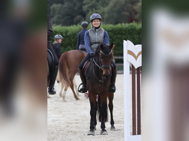 Deutsches Reitpony Wallach 5 Jahre 148 cm Dunkelbrauner in Großenkneten