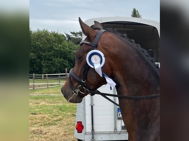 Deutsches Reitpony Wallach 5 Jahre 148 cm Dunkelbrauner in Großenkneten