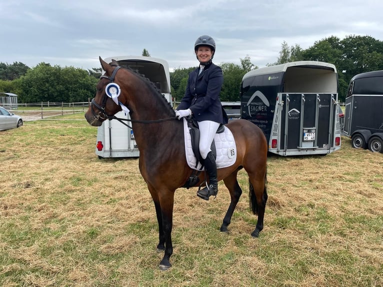 Deutsches Reitpony Wallach 5 Jahre 148 cm Dunkelbrauner in Großenkneten