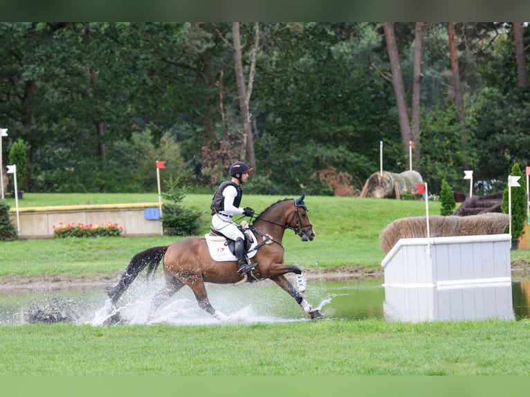Deutsches Reitpony Wallach 5 Jahre 148 cm Dunkelbrauner in Warendorf