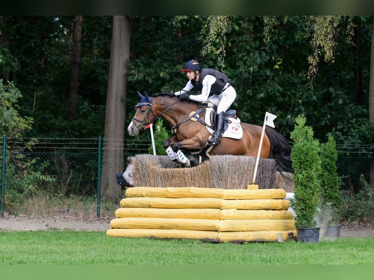 Deutsches Reitpony Wallach 5 Jahre 148 cm Dunkelbrauner in Warendorf