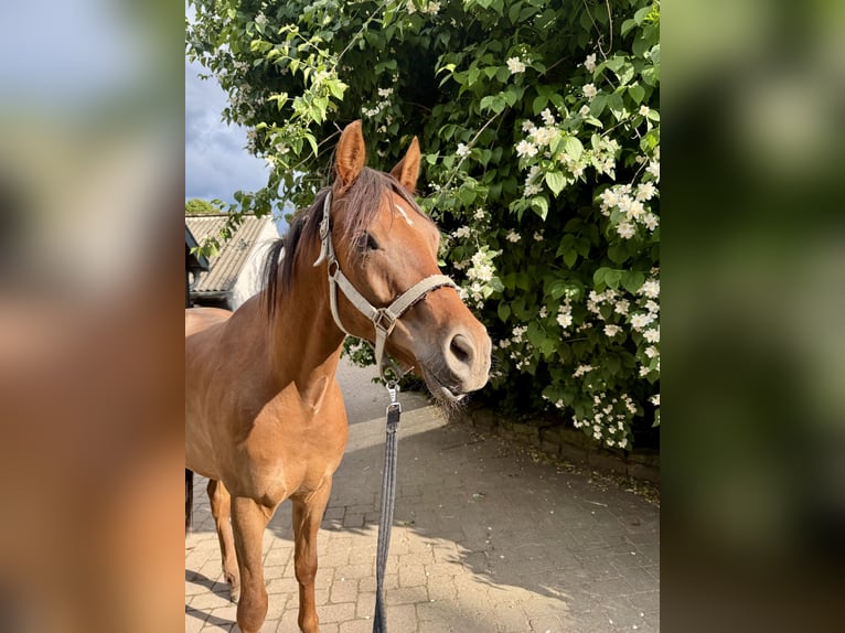 Deutsches Reitpony Wallach 5 Jahre 148 cm Dunkelfuchs in Gehrden