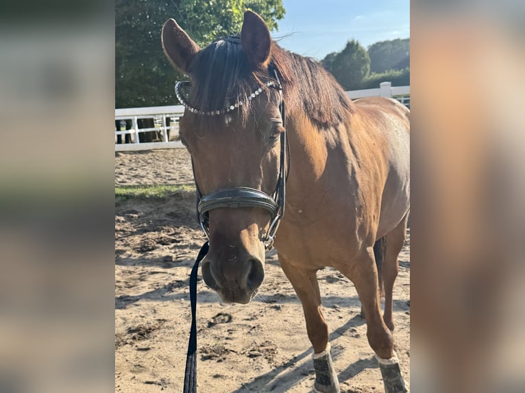 Deutsches Reitpony Wallach 5 Jahre 148 cm Dunkelfuchs in Gehrden