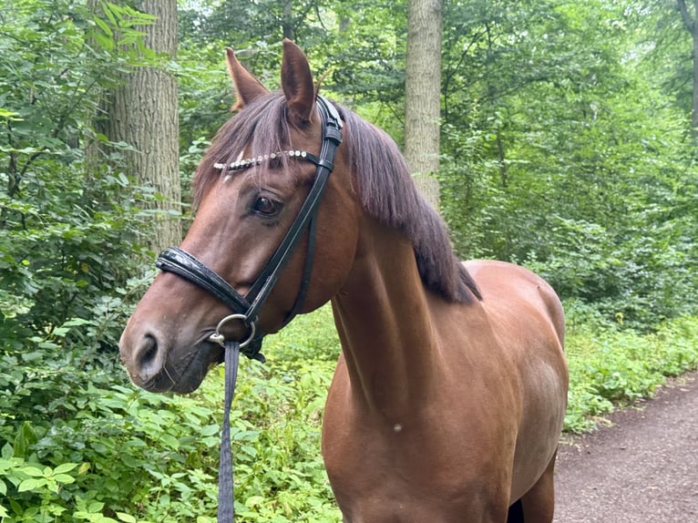 Deutsches Reitpony Wallach 5 Jahre 148 cm Dunkelfuchs in Gehrden