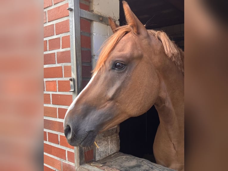 Deutsches Reitpony Wallach 5 Jahre 148 cm Dunkelfuchs in Münster