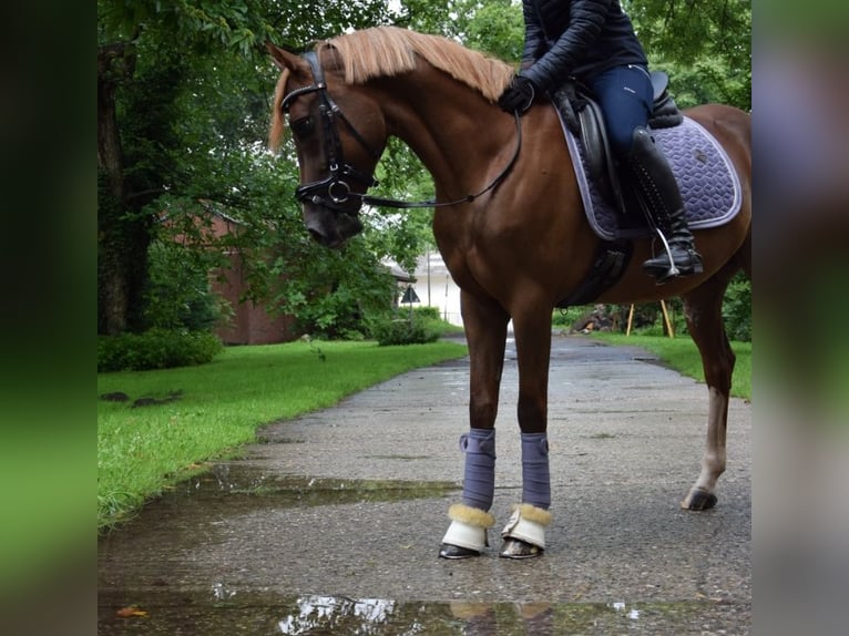 Deutsches Reitpony Wallach 5 Jahre 148 cm Dunkelfuchs in Münster