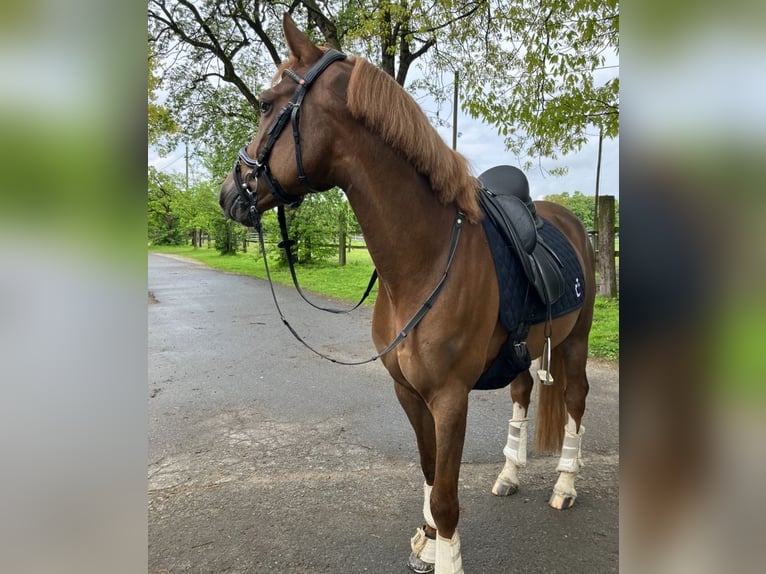 Deutsches Reitpony Wallach 5 Jahre 148 cm Dunkelfuchs in Münster