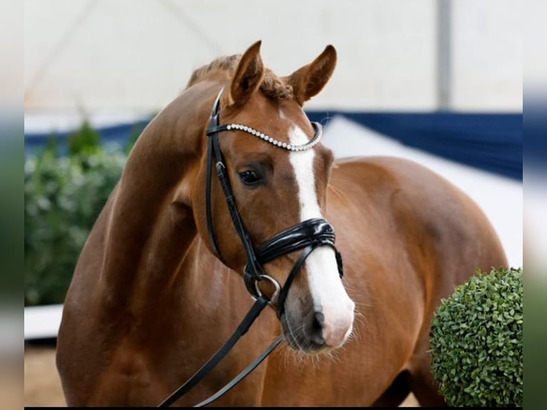 Deutsches Reitpony Wallach 5 Jahre 148 cm Dunkelfuchs in Münster