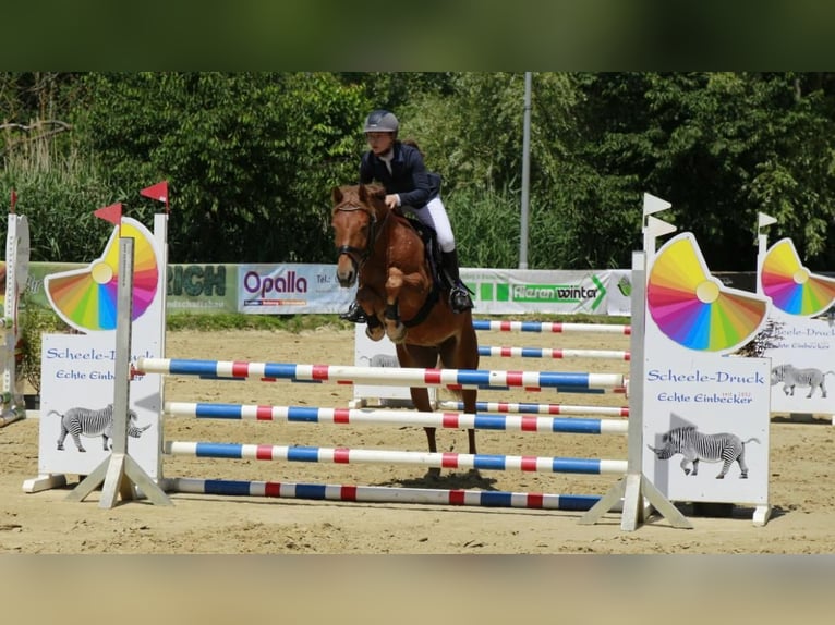 Deutsches Reitpony Wallach 5 Jahre 148 cm Dunkelfuchs in Braunschweig