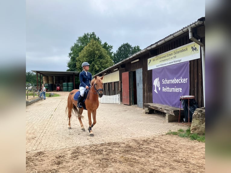 Deutsches Reitpony Wallach 5 Jahre 148 cm Dunkelfuchs in Braunschweig