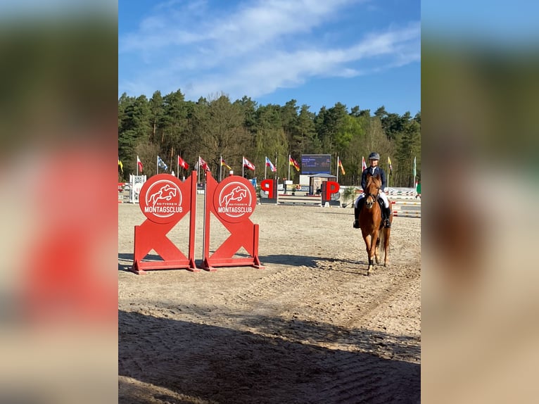 Deutsches Reitpony Wallach 5 Jahre 148 cm Dunkelfuchs in Braunschweig