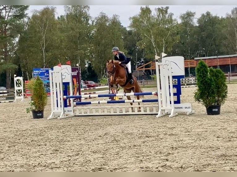 Deutsches Reitpony Wallach 5 Jahre 148 cm Dunkelfuchs in Braunschweig