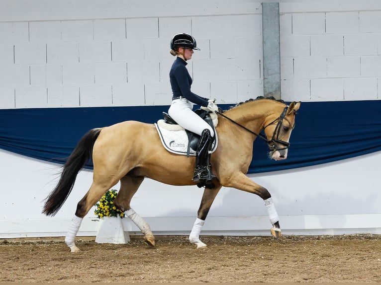 Deutsches Reitpony Wallach 5 Jahre 148 cm Falbe in Marsberg