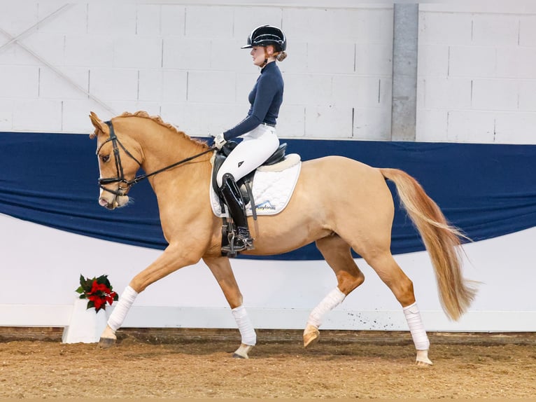 Deutsches Reitpony Wallach 5 Jahre 148 cm Falbe in Marsberg