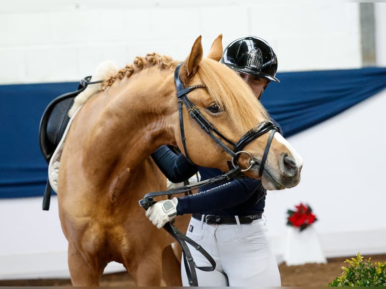 Deutsches Reitpony Wallach 5 Jahre 148 cm Falbe in Marsberg