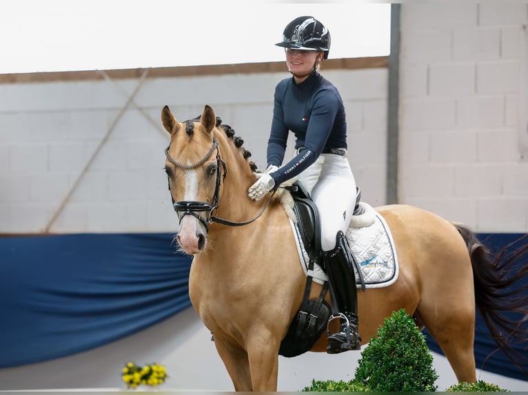 Deutsches Reitpony Wallach 5 Jahre 148 cm Falbe in Marsberg