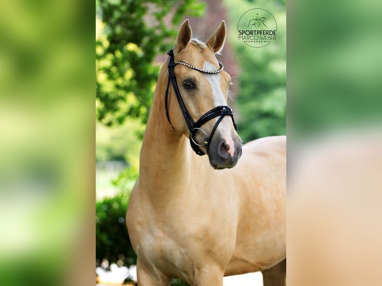 Deutsches Reitpony Wallach 5 Jahre 148 cm Falbe in Westerstede