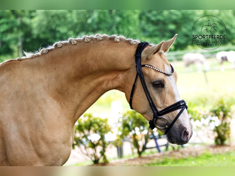 Deutsches Reitpony Wallach 5 Jahre 148 cm Falbe in Westerstede