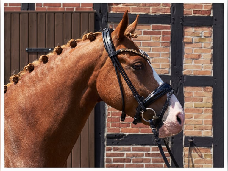 Deutsches Reitpony Wallach 5 Jahre 148 cm Fuchs in Herzebrock-Clarholz