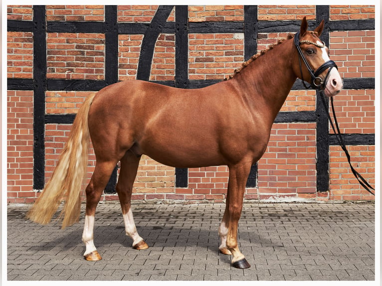 Deutsches Reitpony Wallach 5 Jahre 148 cm Fuchs in Herzebrock-Clarholz