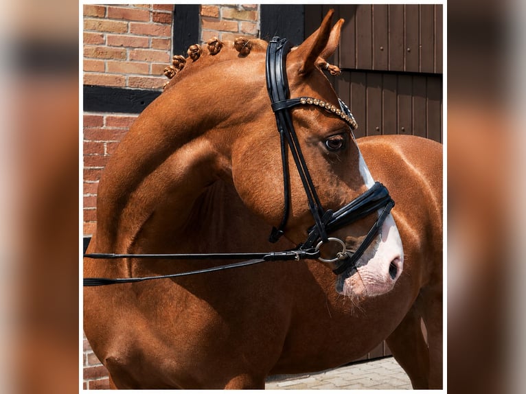 Deutsches Reitpony Wallach 5 Jahre 148 cm Fuchs in Herzebrock-Clarholz