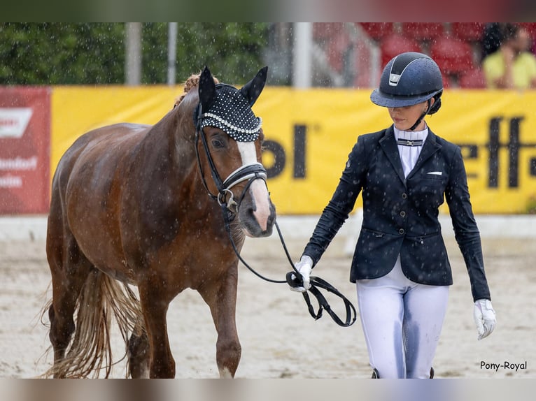 Deutsches Reitpony Wallach 5 Jahre 148 cm Fuchs in F&#xFC;nfstetten