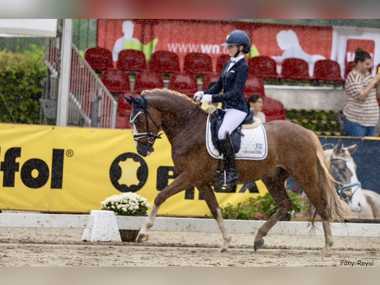Deutsches Reitpony Wallach 5 Jahre 148 cm Fuchs in F&#xFC;nfstetten
