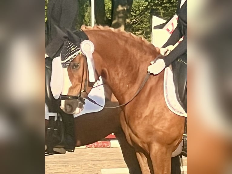 Deutsches Reitpony Wallach 5 Jahre 148 cm Fuchs in F&#xFC;nfstetten