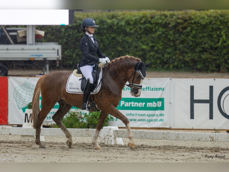 Deutsches Reitpony Wallach 5 Jahre 148 cm Fuchs in F&#xFC;nfstetten