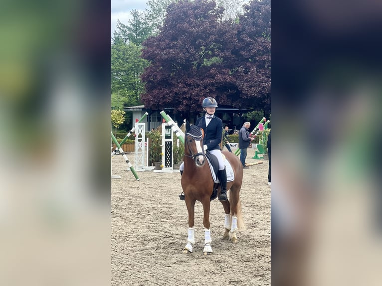 Deutsches Reitpony Wallach 5 Jahre 148 cm Fuchs in F&#xFC;nfstetten