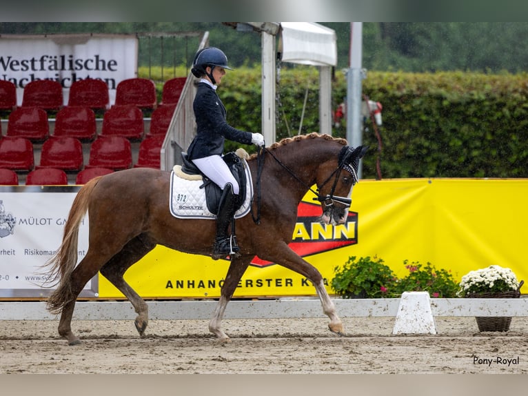 Deutsches Reitpony Wallach 5 Jahre 148 cm Fuchs in F&#xFC;nfstetten