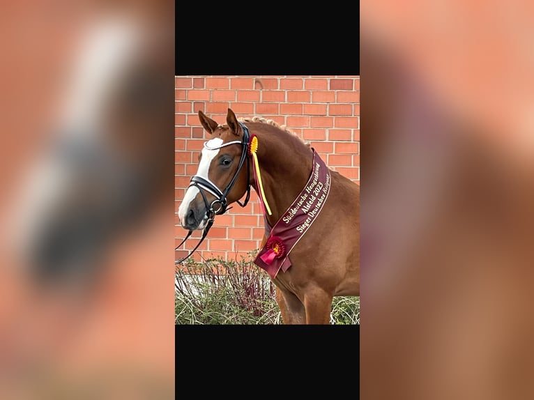 Deutsches Reitpony Wallach 5 Jahre 148 cm Fuchs in F&#xFC;nfstetten