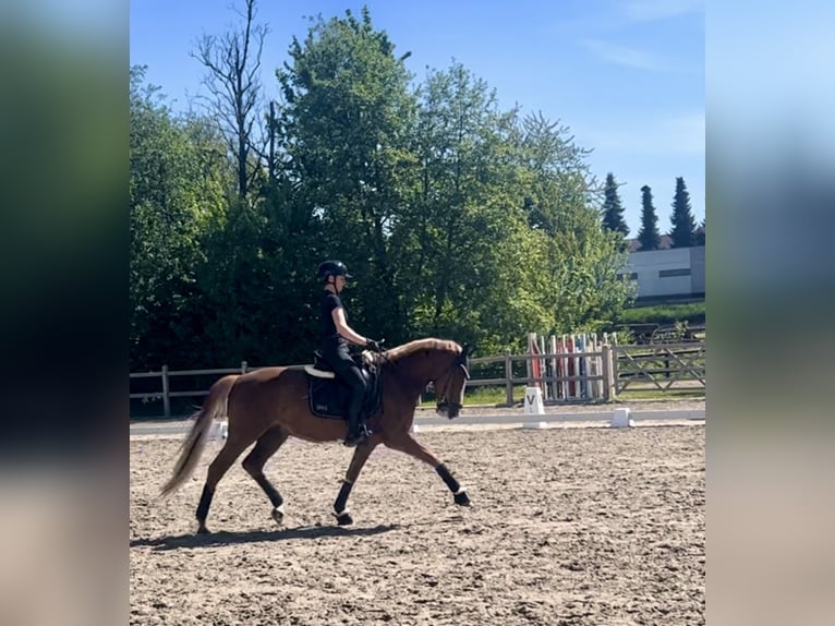 Deutsches Reitpony Wallach 5 Jahre 148 cm Fuchs in F&#xFC;nfstetten
