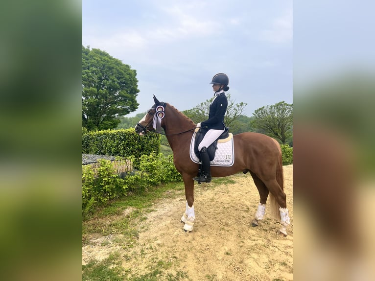 Deutsches Reitpony Wallach 5 Jahre 148 cm Fuchs in F&#xFC;nfstetten