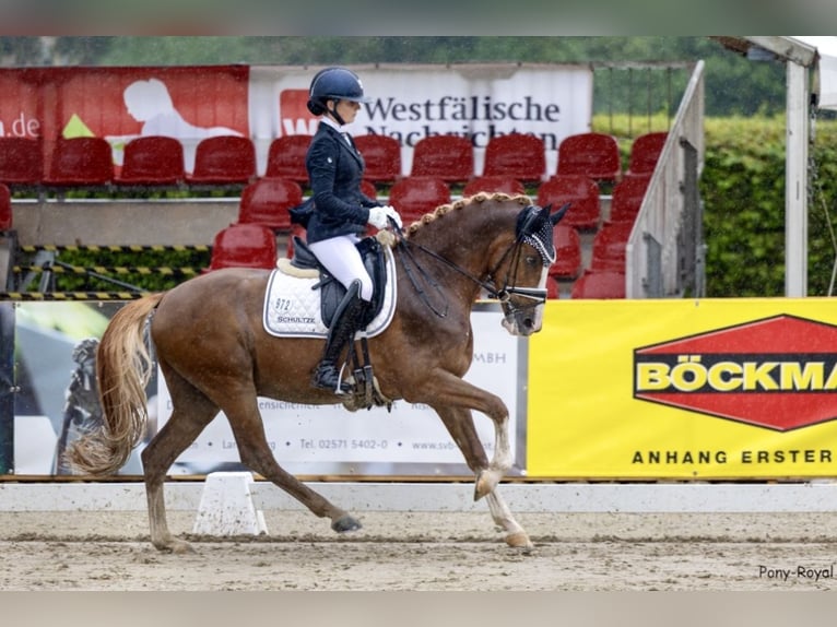 Deutsches Reitpony Wallach 5 Jahre 148 cm Fuchs in F&#xFC;nfstetten
