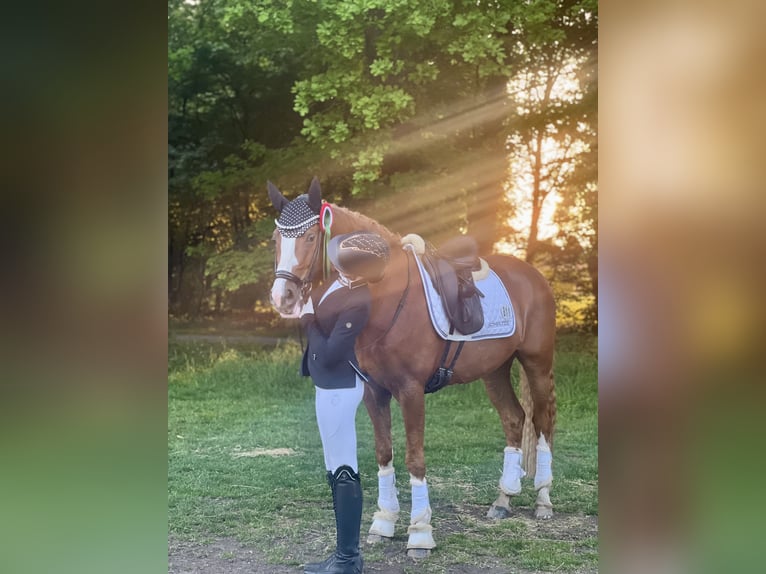 Deutsches Reitpony Wallach 5 Jahre 148 cm Fuchs in F&#xFC;nfstetten