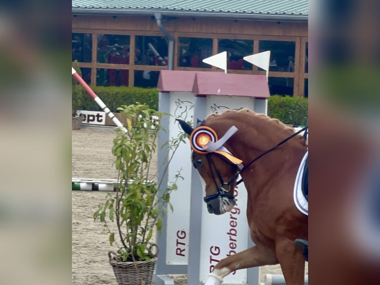 Deutsches Reitpony Wallach 5 Jahre 148 cm Fuchs in F&#xFC;nfstetten