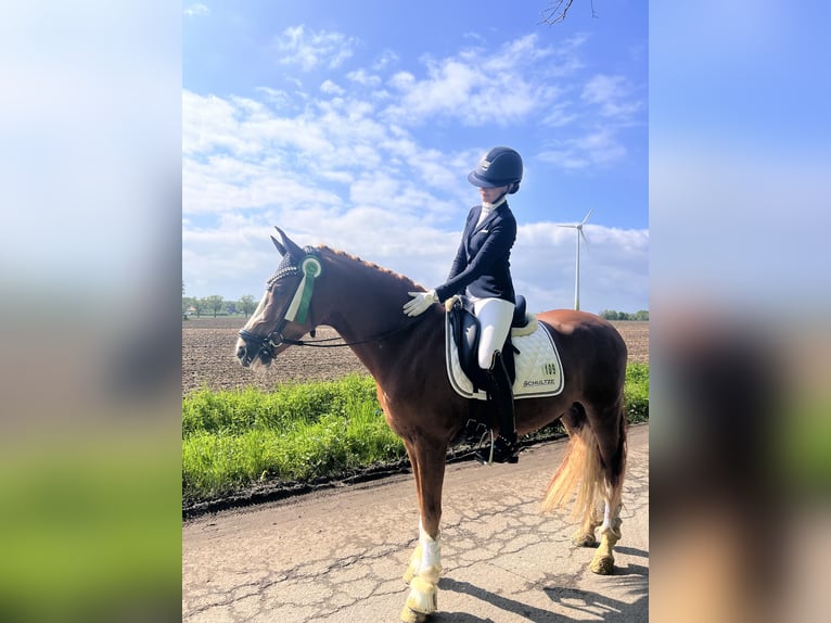 Deutsches Reitpony Wallach 5 Jahre 148 cm Fuchs in F&#xFC;nfstetten