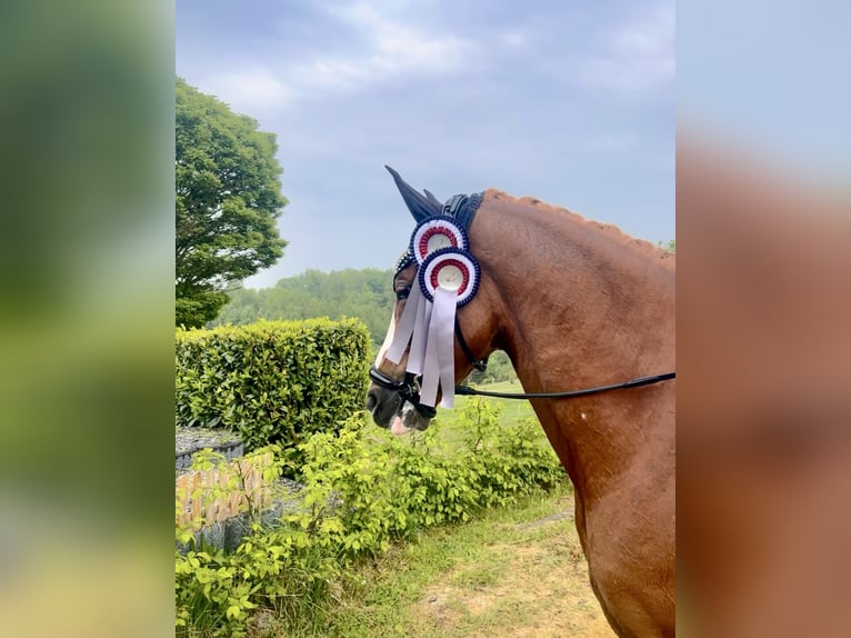 Deutsches Reitpony Wallach 5 Jahre 148 cm Fuchs in F&#xFC;nfstetten
