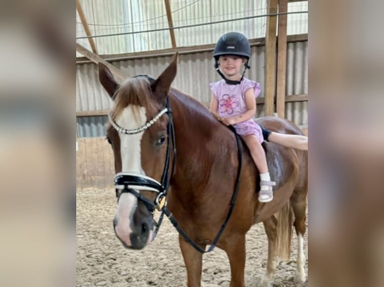 Deutsches Reitpony Wallach 5 Jahre 148 cm Fuchs in F&#xFC;nfstetten
