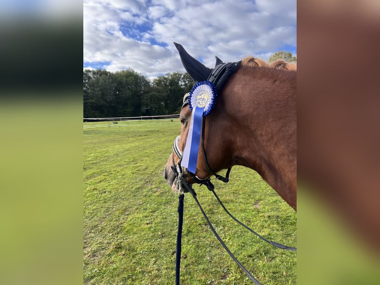 Deutsches Reitpony Wallach 5 Jahre 148 cm Fuchs in F&#xFC;nfstetten