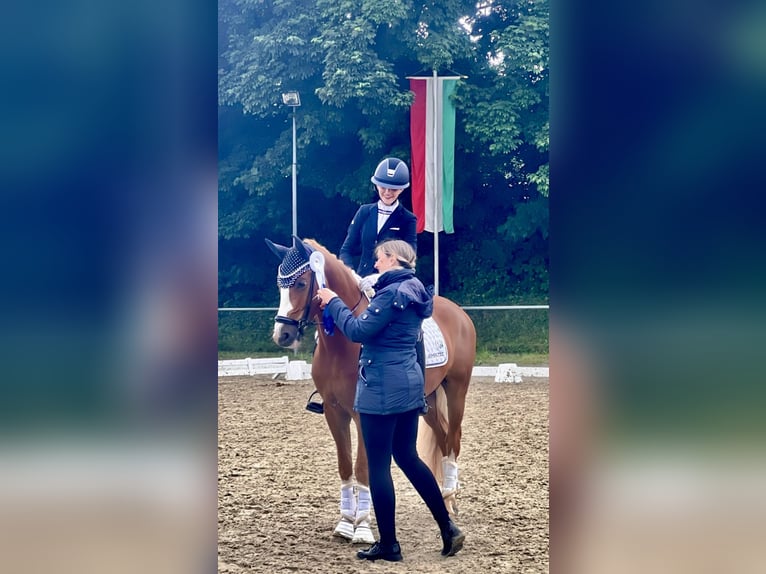 Deutsches Reitpony Wallach 5 Jahre 148 cm Fuchs in F&#xFC;nfstetten