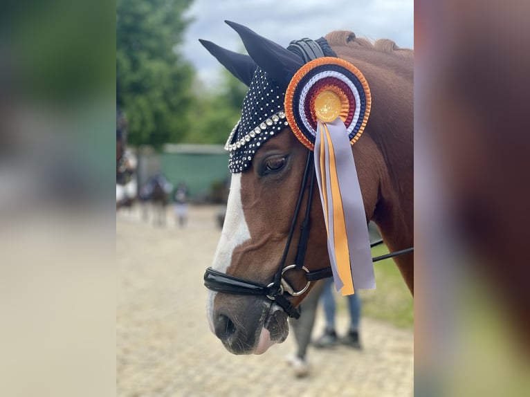 Deutsches Reitpony Wallach 5 Jahre 148 cm Fuchs in F&#xFC;nfstetten