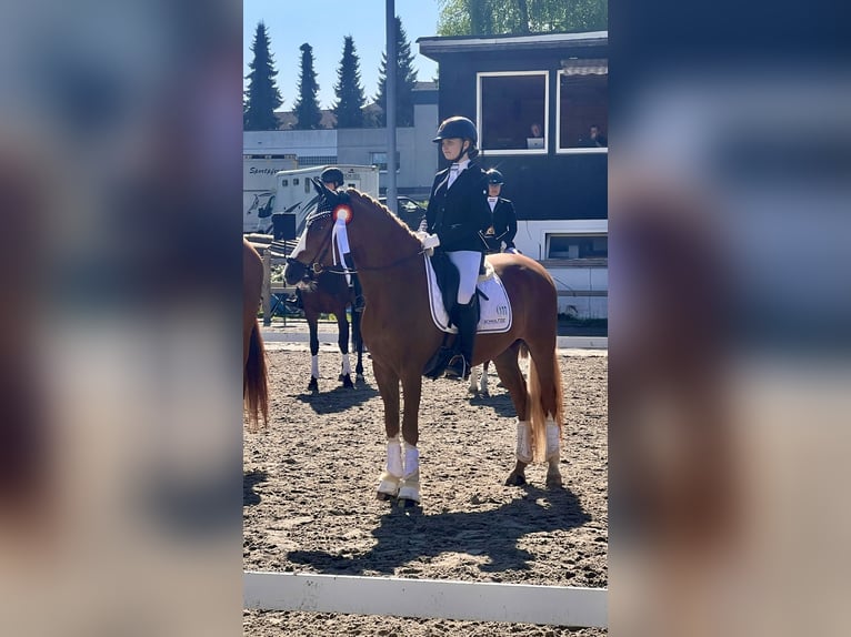 Deutsches Reitpony Wallach 5 Jahre 148 cm Fuchs in F&#xFC;nfstetten