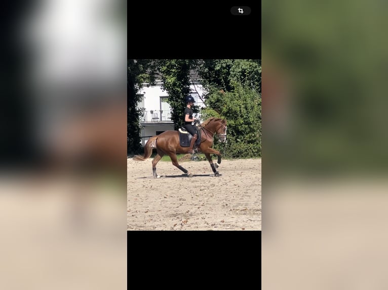 Deutsches Reitpony Wallach 5 Jahre 148 cm Fuchs in F&#xFC;nfstetten