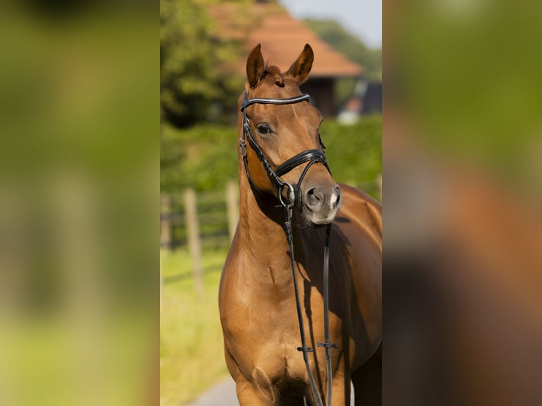 Deutsches Reitpony Wallach 5 Jahre 148 cm Fuchs in Bad Bentheim