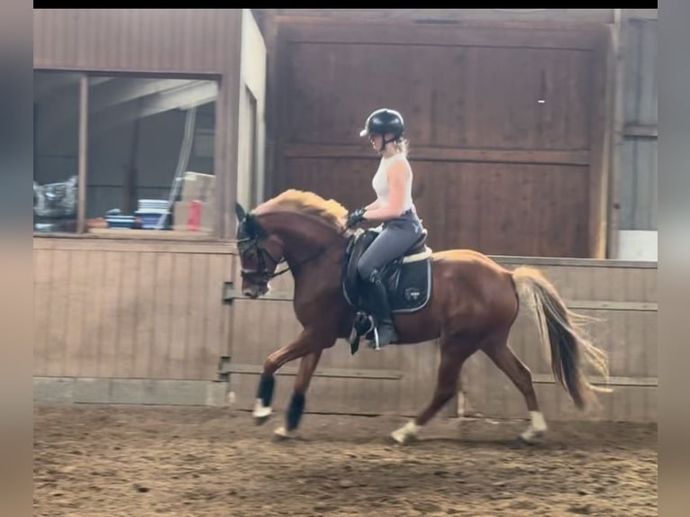 Deutsches Reitpony Wallach 5 Jahre 148 cm Fuchs in Bohmstedt