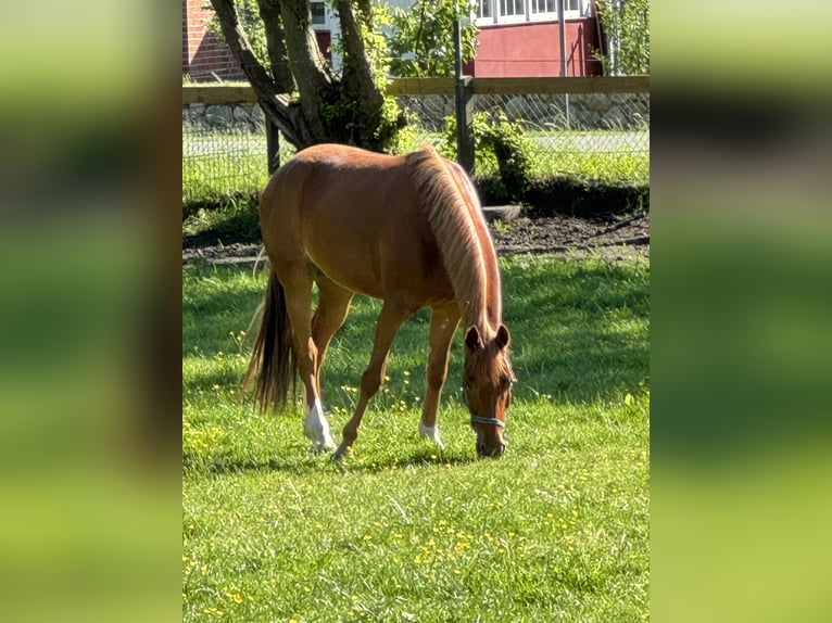 Deutsches Reitpony Wallach 5 Jahre 148 cm Fuchs in Bohmstedt